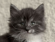 Wildfee's Quiterie - 6 Wochen alt