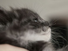 Wildfee's Quiterie - 6 Wochen alt