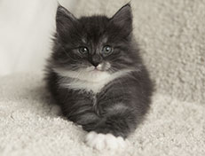 Wildfee's Quiterie - 6 Wochen alt