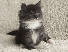 Wildfee's Quiterie - 6 Wochen alt