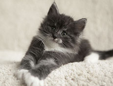 Wildfee's Quiterie - 6 Wochen alt