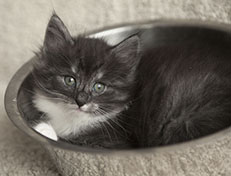 Wildfee's Quiterie - 6 Wochen alt