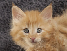 Wildfee's Quentin J.T - 7 Wochen alt