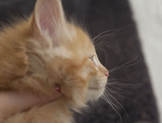 Wildfee's Quentin J.T - 7 Wochen alt