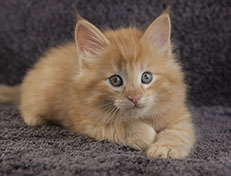 Wildfee's Quentin J.T - 7 Wochen alt