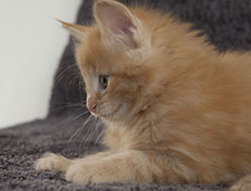 Wildfee's Quentin J.T - 7 Wochen alt