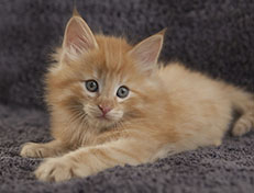 Wildfee's Quentin J.T - 7 Wochen alt