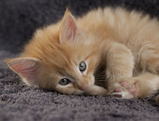 Wildfee's Quentin J.T - 7 Wochen alt