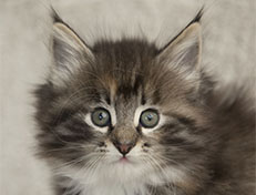 Wildfee's Quinn - 7 Wochen alt