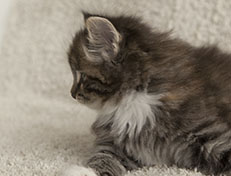 Wildfee's Quinn - 7 Wochen alt