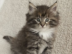 Wildfee's Quinn - 7 Wochen alt