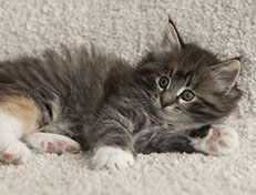 Wildfee's Quinn - 7 Wochen alt