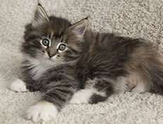 Wildfee's Quinn - 7 Wochen alt