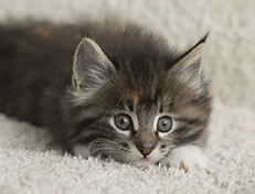 Wildfee's Quinn - 7 Wochen alt