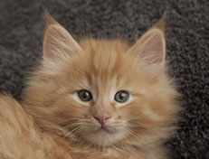 Wildfee's Quintilian - 7 Wochen alt