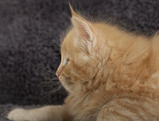 Wildfee's Quintilian - 7 Wochen alt