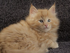 Wildfee's Quintilian - 7 Wochen alt