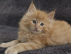 Wildfee's Quintilian - 7 Wochen alt