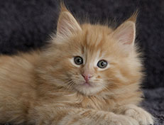 Wildfee's Quintilian - 7 Wochen alt