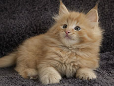 Wildfee's Quintilian - 7 Wochen alt