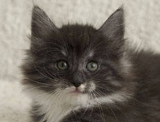 Wildfee's Quiterie - 7 Wochen alt