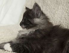 Wildfee's Quiterie - 7 Wochen alt