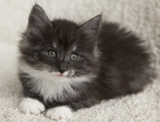 Wildfee's Quiterie - 7 Wochen alt