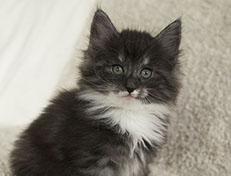 Wildfee's Quiterie - 7 Wochen alt