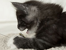 Wildfee's Quiterie - 7 Wochen alt