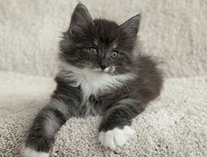 Wildfee's Quiterie - 7 Wochen alt