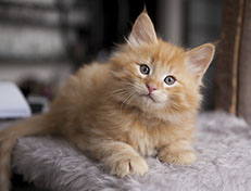 Wildfee's Quentin J.T - 8 Wochen alt