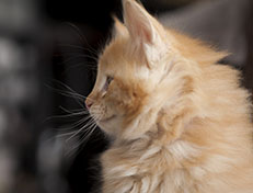 Wildfee's Quentin J.T - 8 Wochen alt