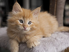 Wildfee's Quentin J.T - 8 Wochen alt