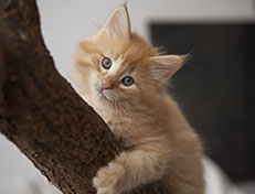 Wildfee's Quentin J.T - 8 Wochen alt