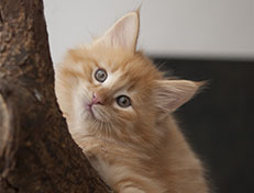 Wildfee's Quentin J.T - 8 Wochen alt