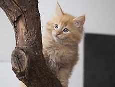 Wildfee's Quentin J.T - 8 Wochen alt