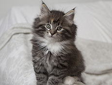 Wildfee's Quinn - 8 Wochen alt