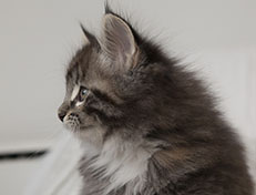 Wildfee's Quinn - 8 Wochen alt