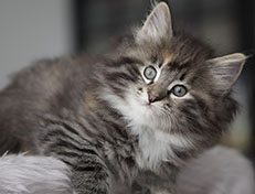 Wildfee's Quinn - 8 Wochen alt