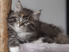 Wildfee's Quinn - 8 Wochen alt