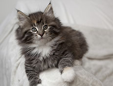 Wildfee's Quinn - 8 Wochen alt