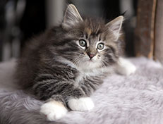 Wildfee's Quinn - 8 Wochen alt