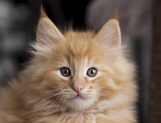 Wildfee's Quintilian - 8 Wochen alt