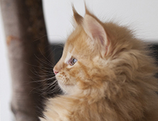 Wildfee's Quintilian - 8 Wochen alt