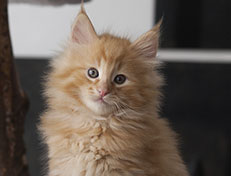 Wildfee's Quintilian - 8 Wochen alt