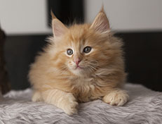 Wildfee's Quintilian - 8 Wochen alt