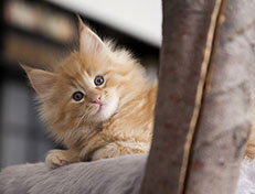 Wildfee's Quintilian - 8 Wochen alt