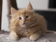 Wildfee's Quintilian - 8 Wochen alt