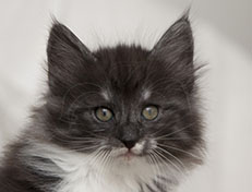 Wildfee's Quiterie - 8 Wochen alt