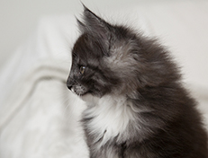 Wildfee's Quiterie - 8 Wochen alt